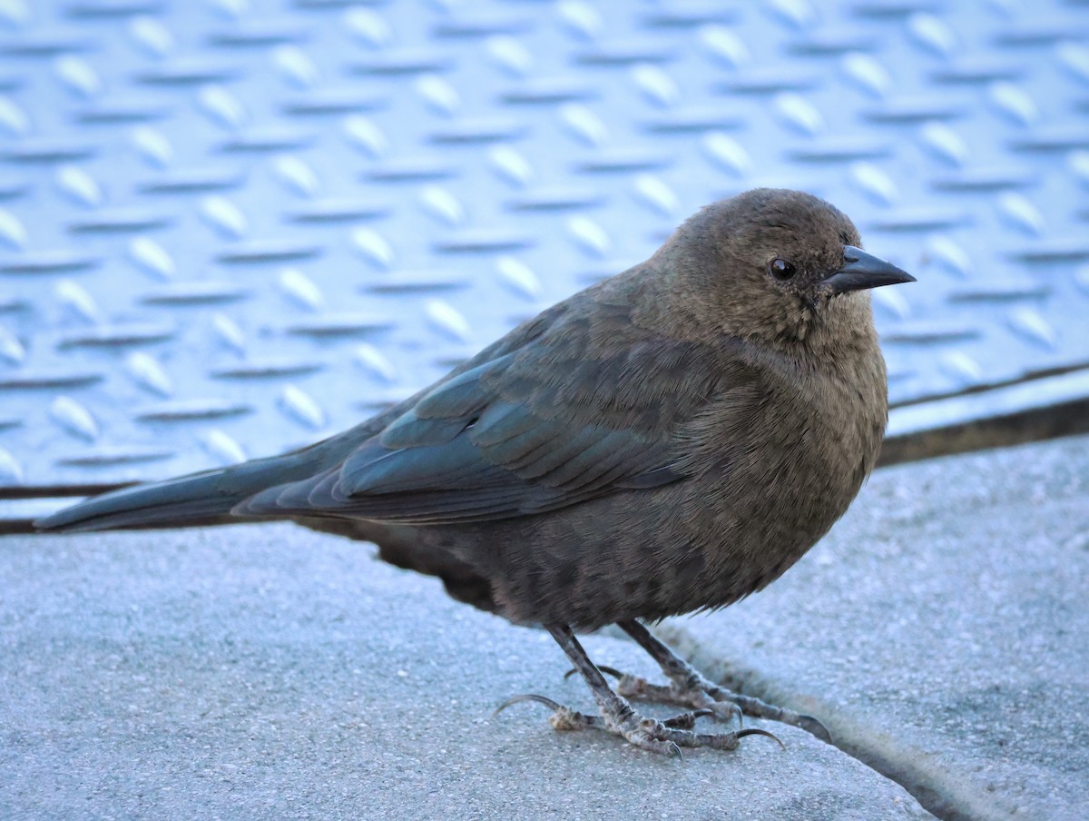 Brewer's Blackbird - ML646499024