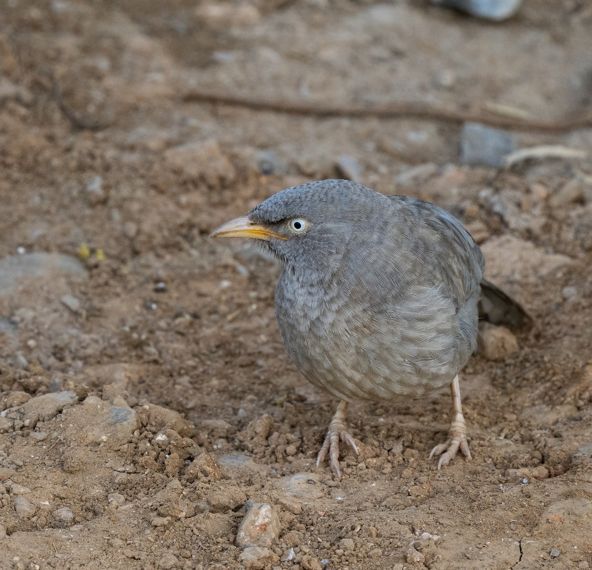 Jungle Babbler - ML646499025