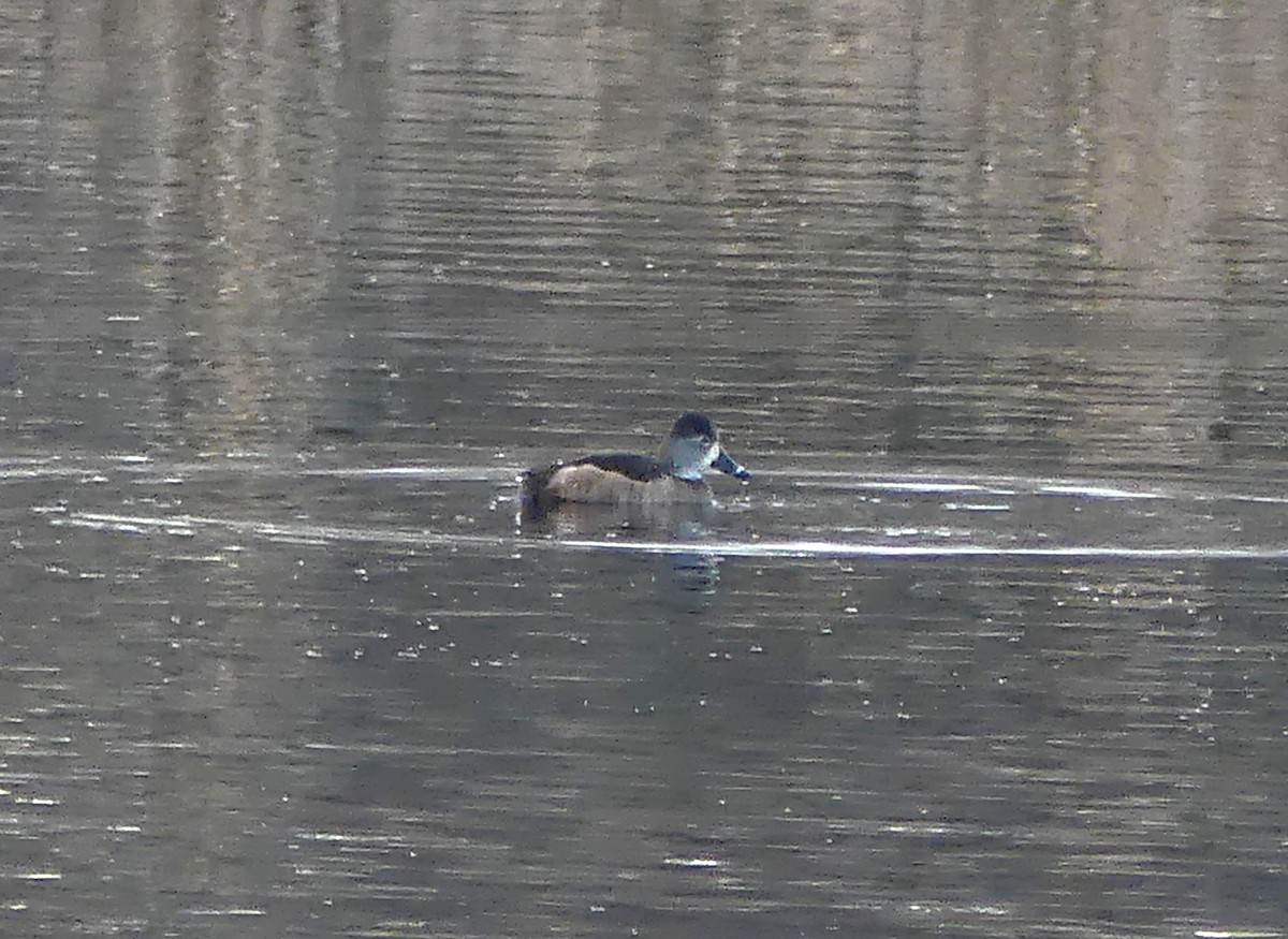 Moretta dal collare - ML646499026