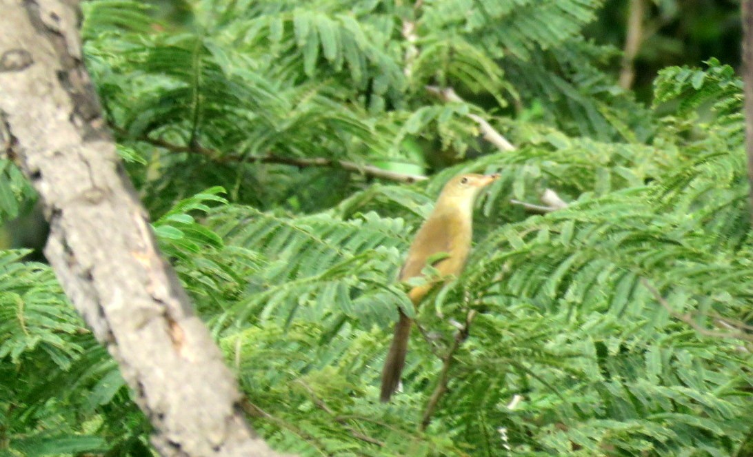 厚嘴葦鶯 - ML646499028