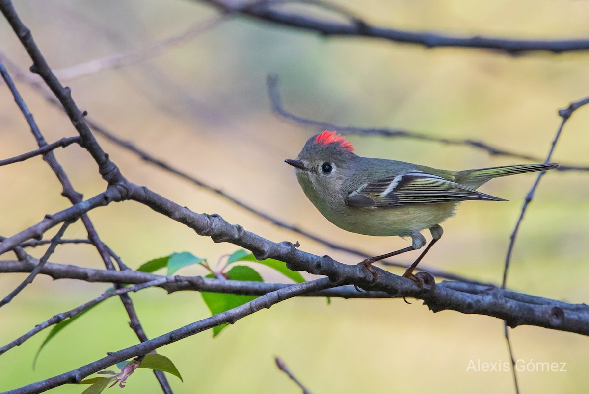 ルビーキクイタダキ - ML646499029