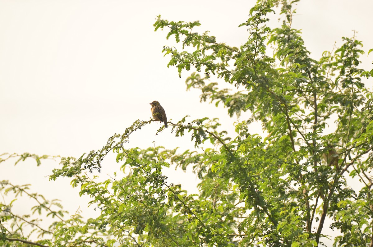 Black-breasted Weaver - ML646499031