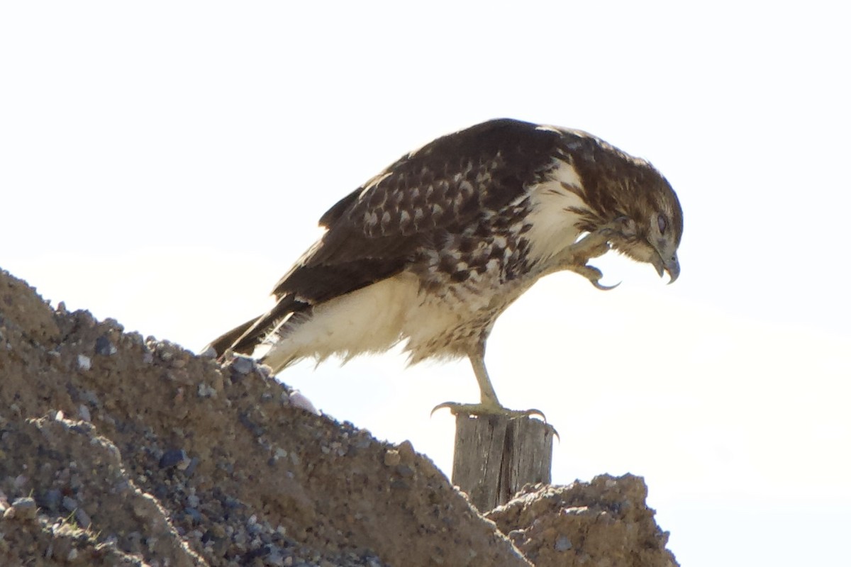 káně rudochvostá - ML646499036