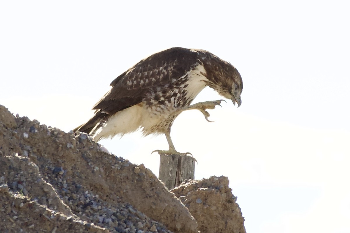 káně rudochvostá - ML646499037