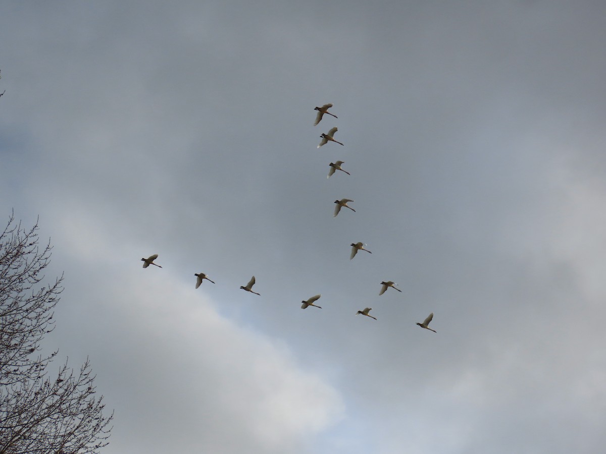 Trumpeter/Tundra Swan - ML646499038