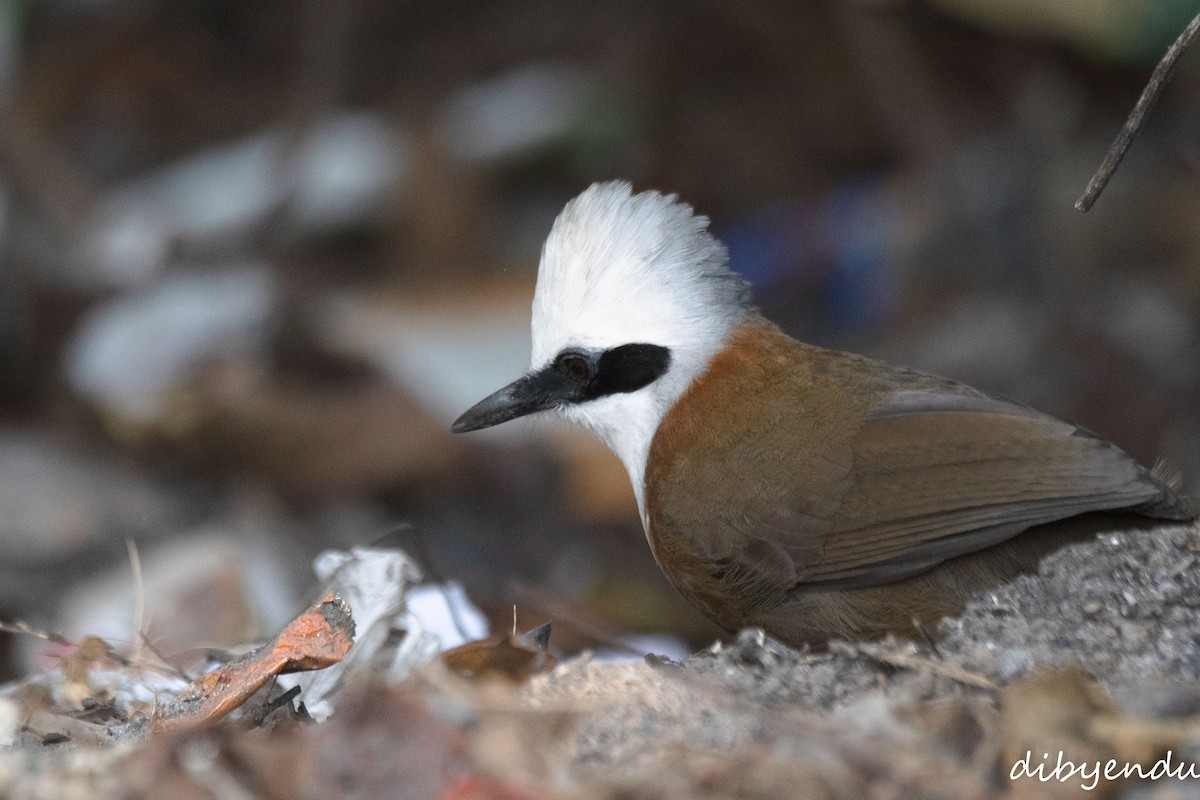 White-crested Laughingthrush - ML646499041