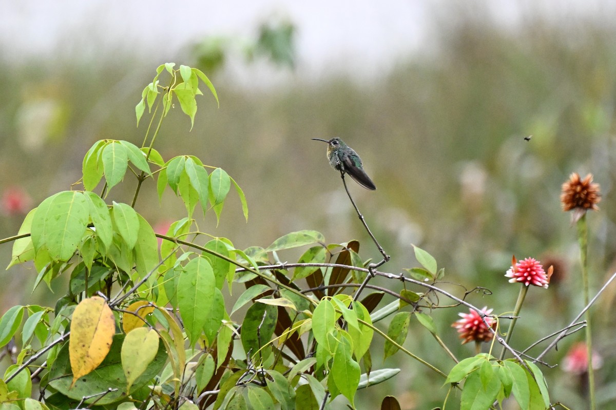 Green-tailed Goldenthroat - ML646499045