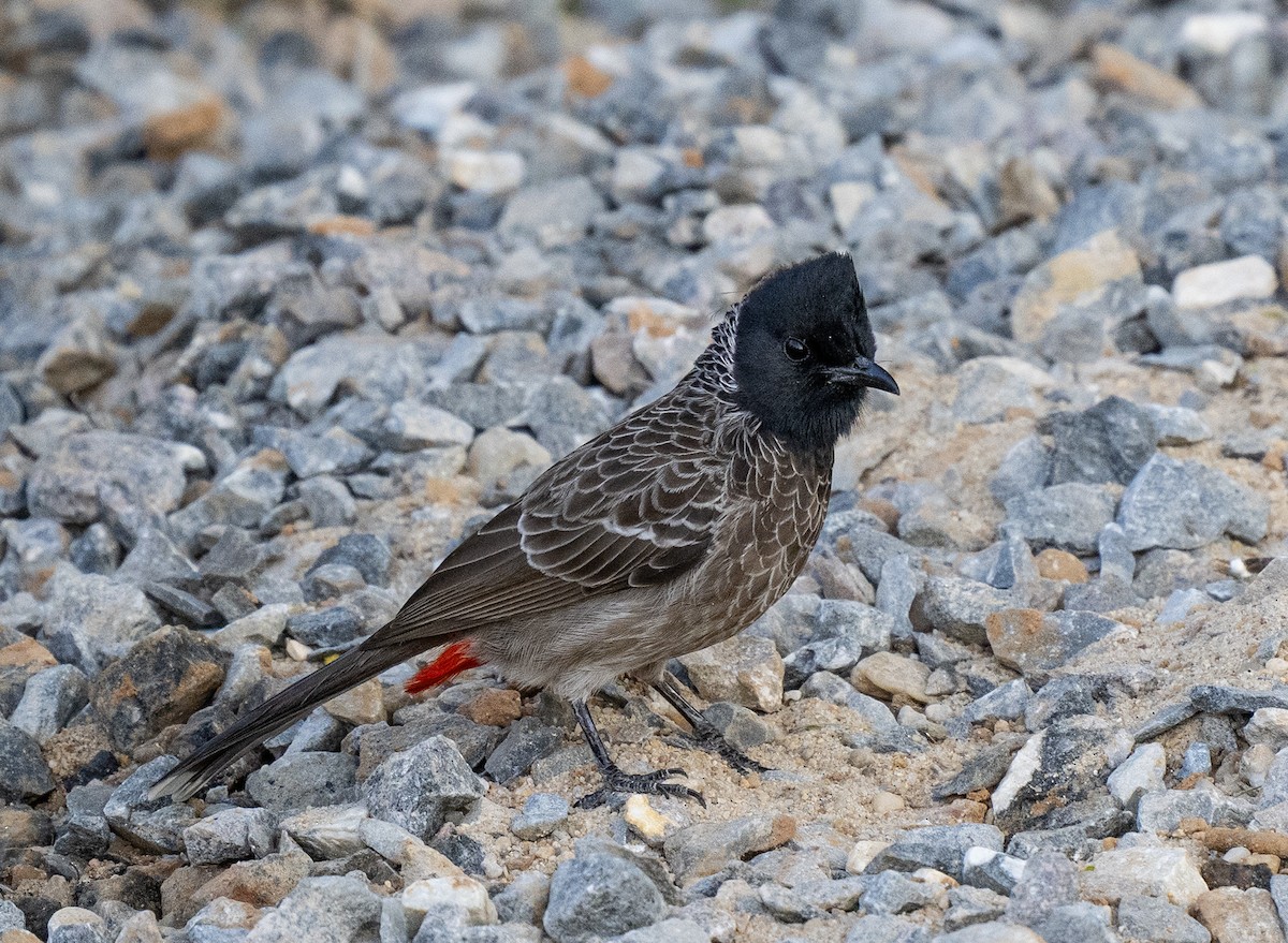 Red-vented Bulbul - ML646499047