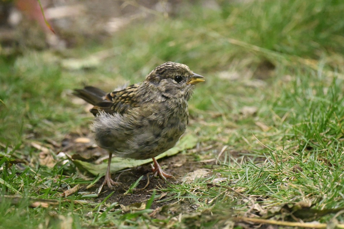 Golden-crowned Sparrow - ML646499056