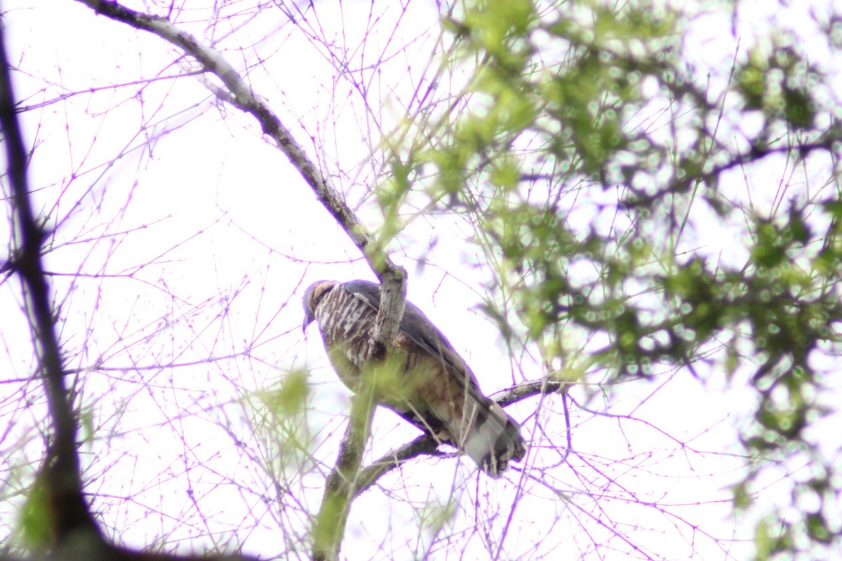 Hook-billed Kite - ML646499057
