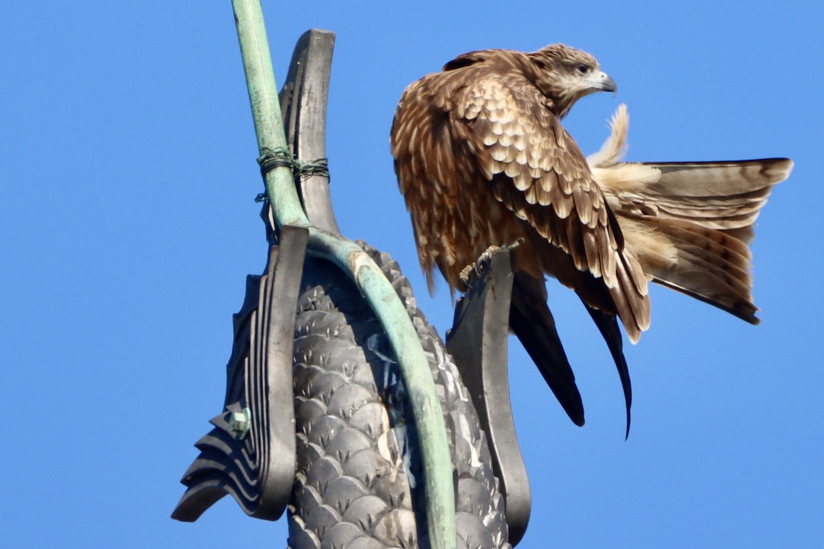 Milan noir - ML646499058