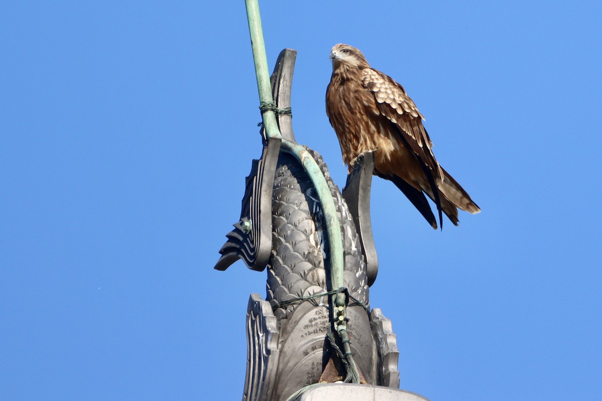 Milan noir - ML646499059