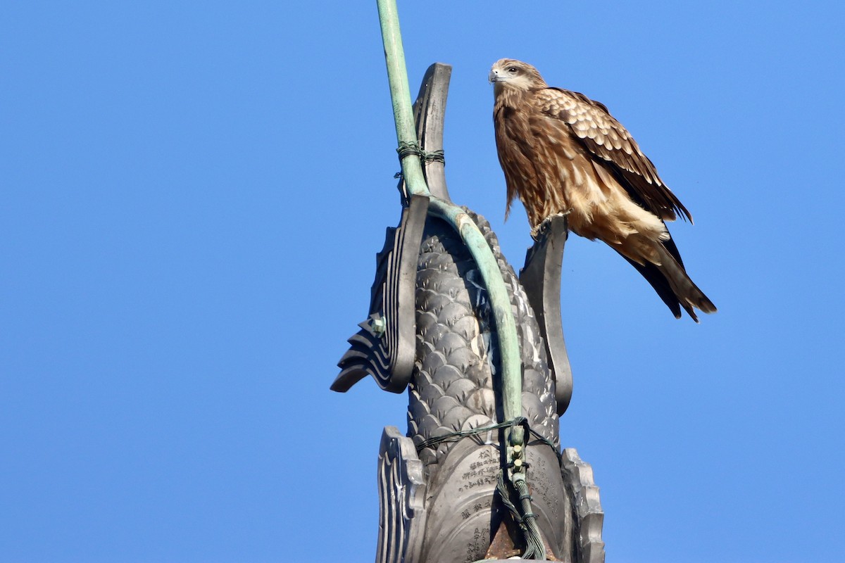 Milan noir - ML646499060