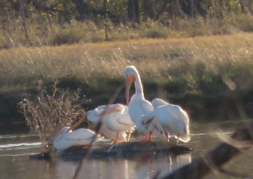 pelikán severoamerický - ML646499061