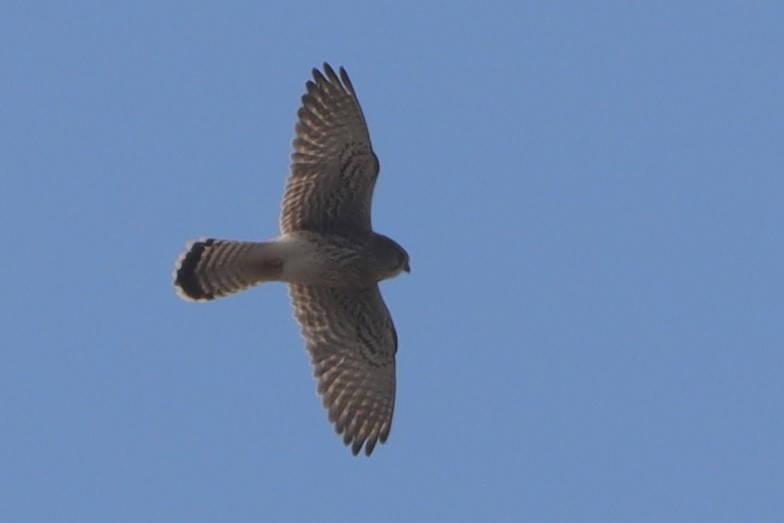 Faucon crécerelle - ML646499065