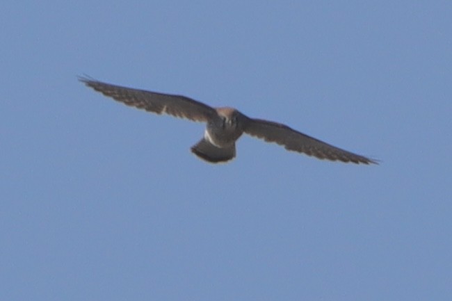 Faucon crécerelle - ML646499066