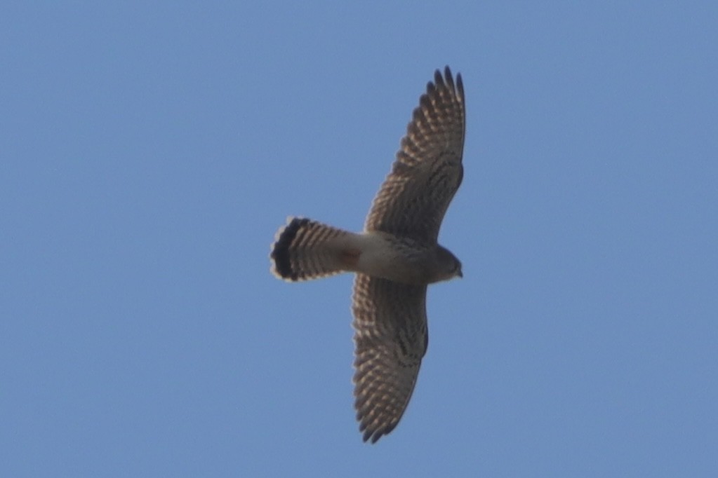 Faucon crécerelle - ML646499067