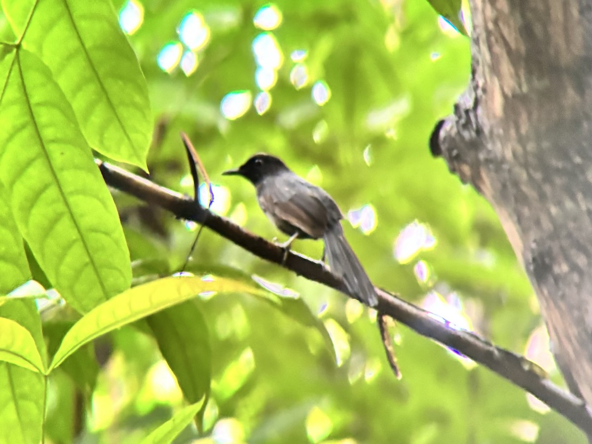 Black Shama - ML646499074