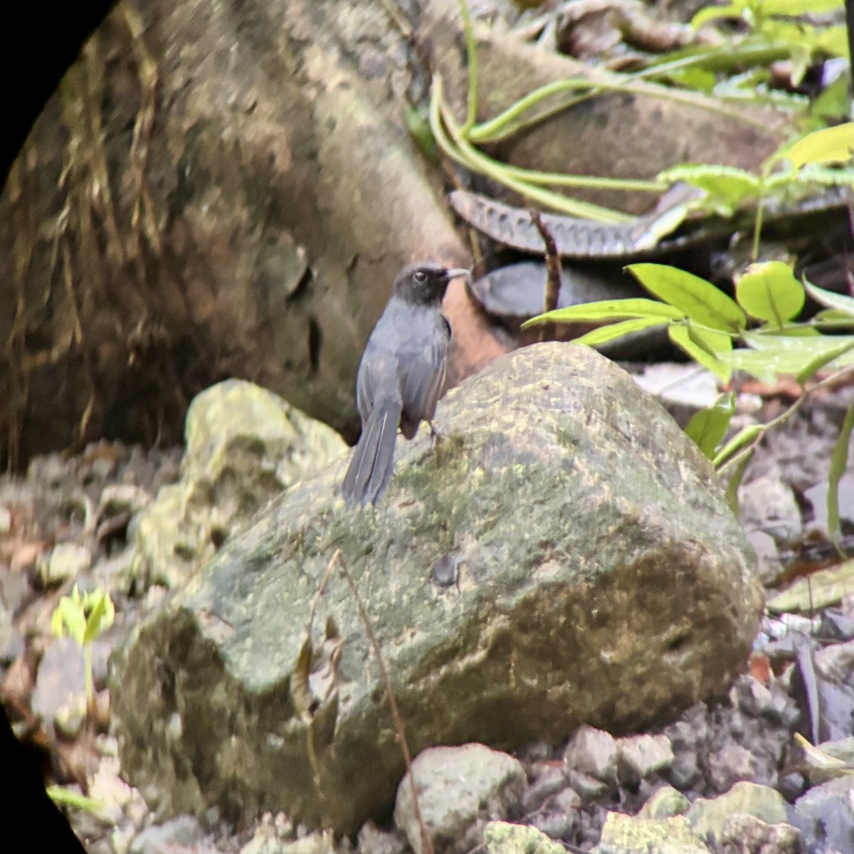 Black Shama - ML646499076