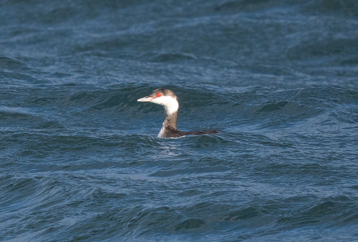 Ohrentaucher - ML646499077