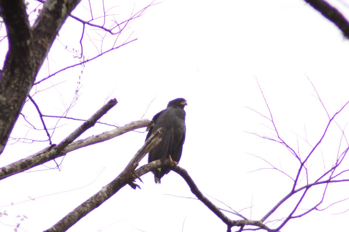 Great Black Hawk - ML646499078