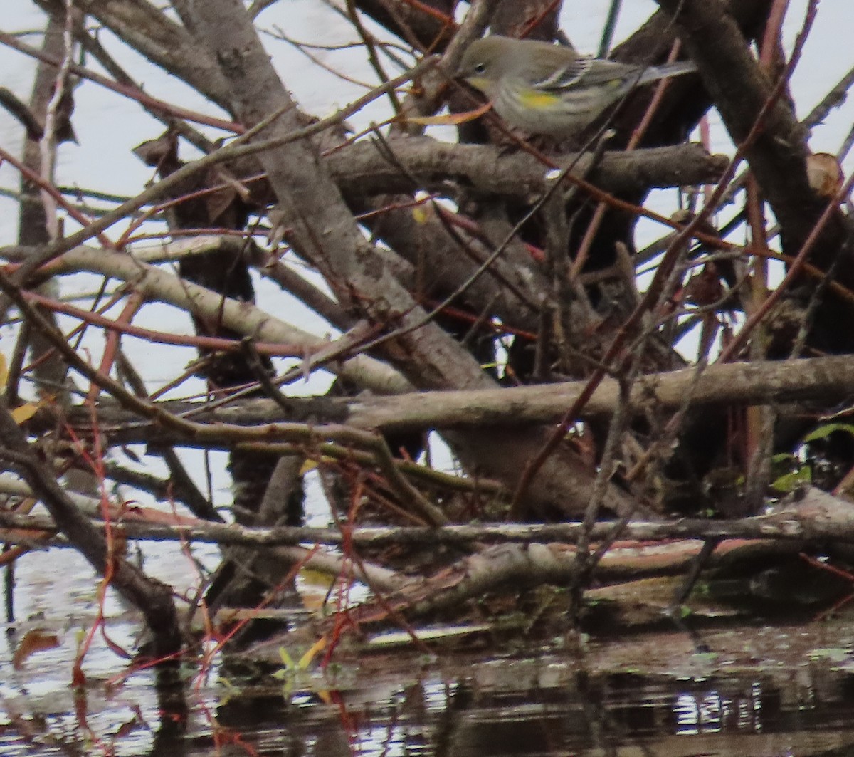 Yellow-rumped Warbler - ML646499079