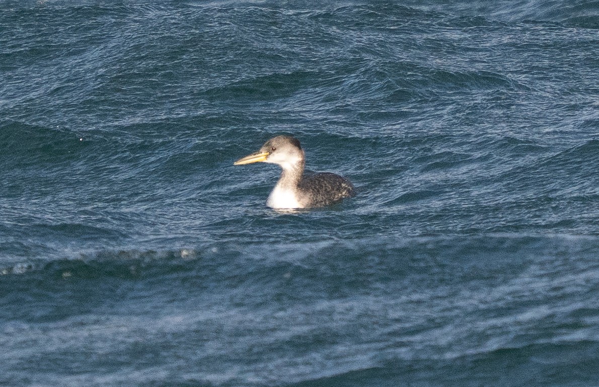 Red-necked Grebe - ML646499081