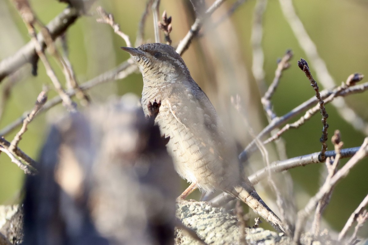 Torcol fourmilier - ML646499083