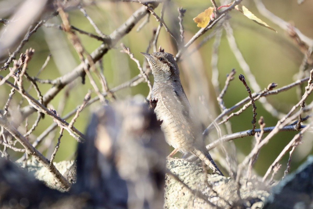 Torcol fourmilier - ML646499085