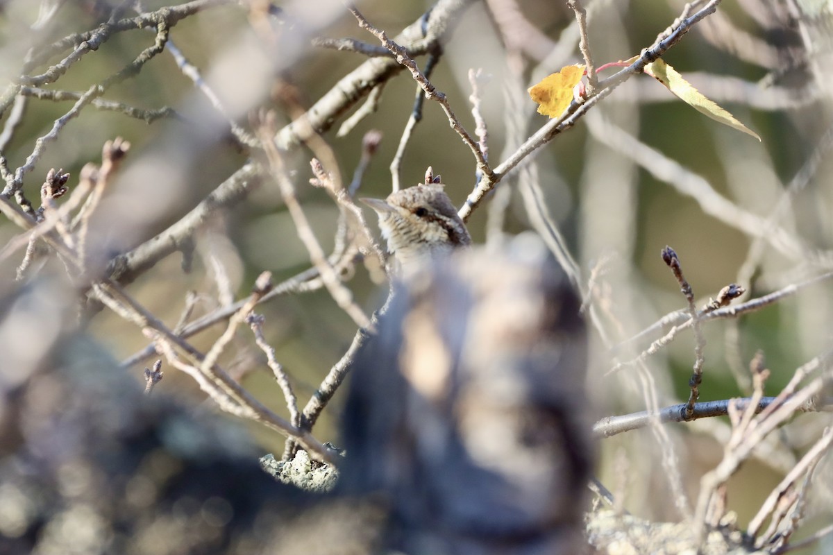 Torcol fourmilier - ML646499086