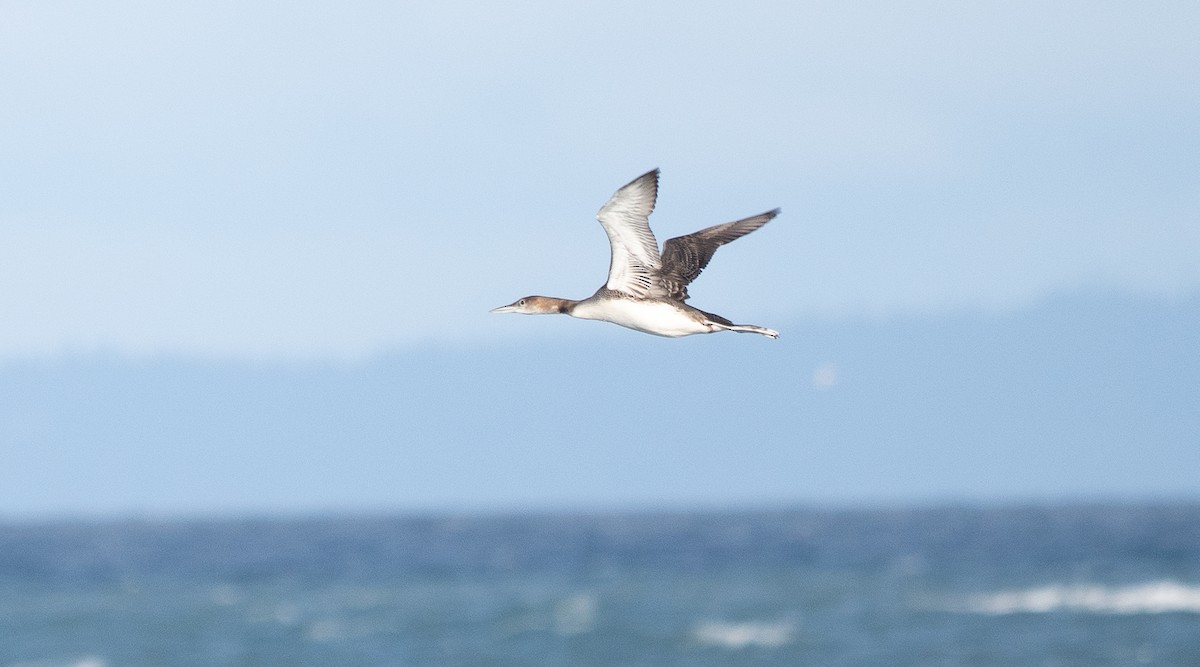 Eistaucher - ML646499088