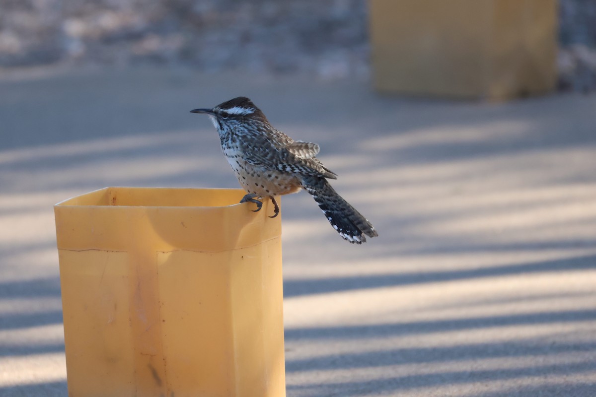 Cactus Wren - ML646499090