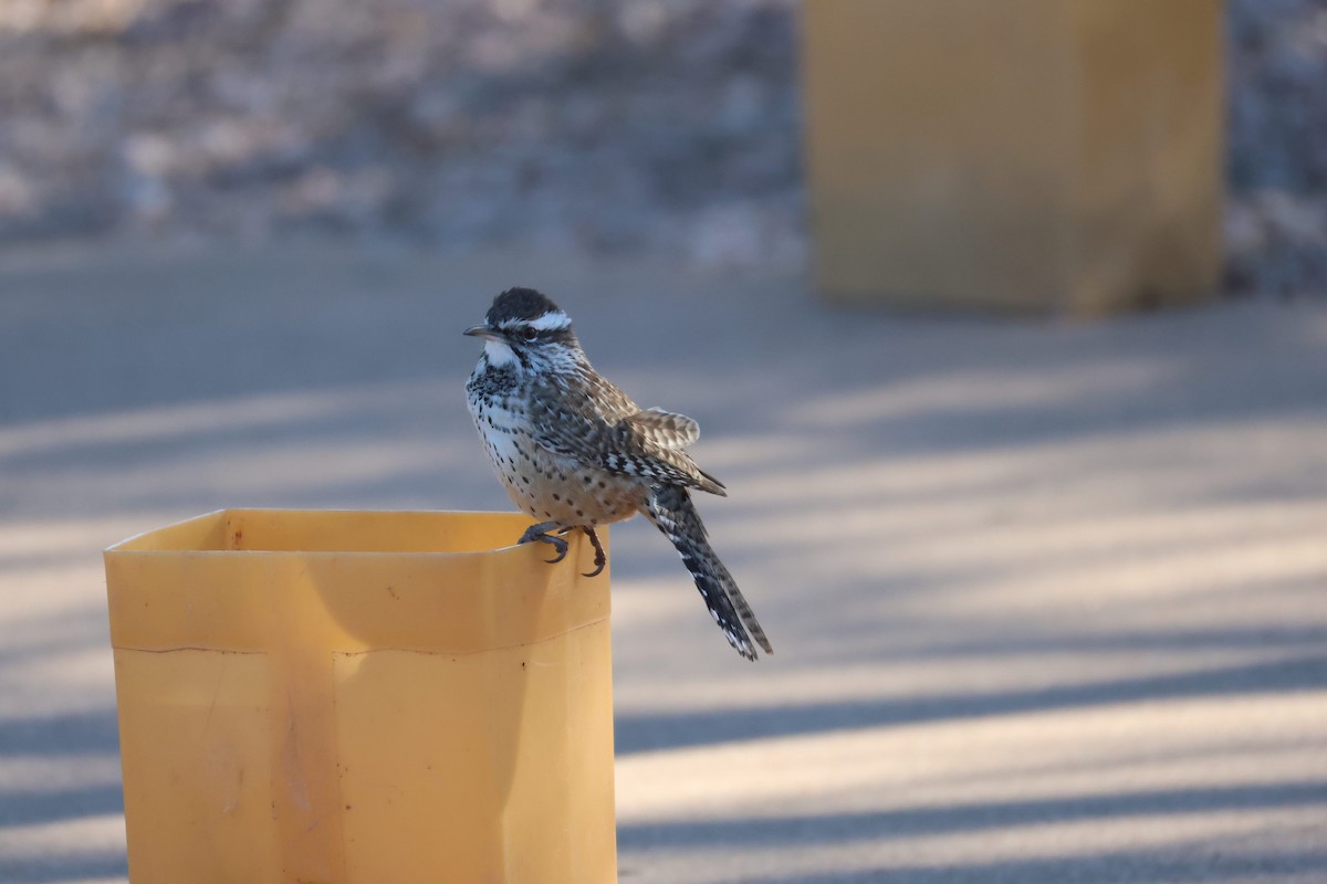 Cactus Wren - ML646499091