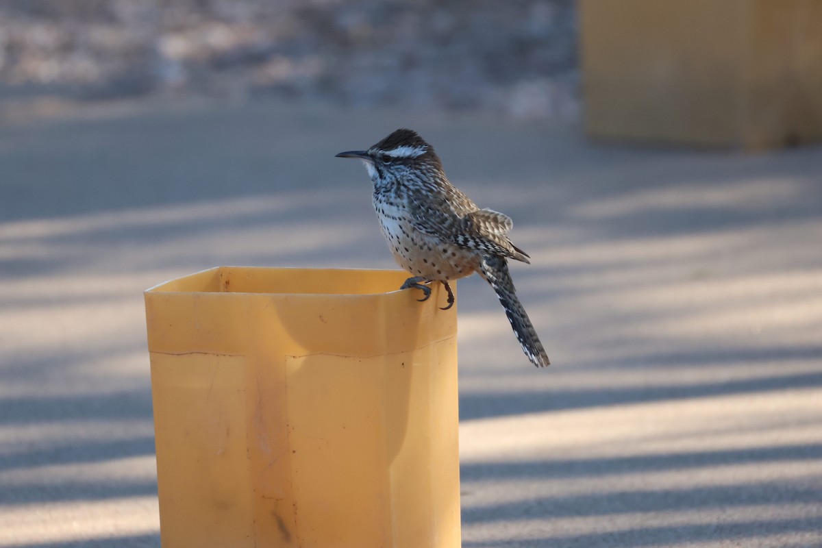 Cactus Wren - ML646499092