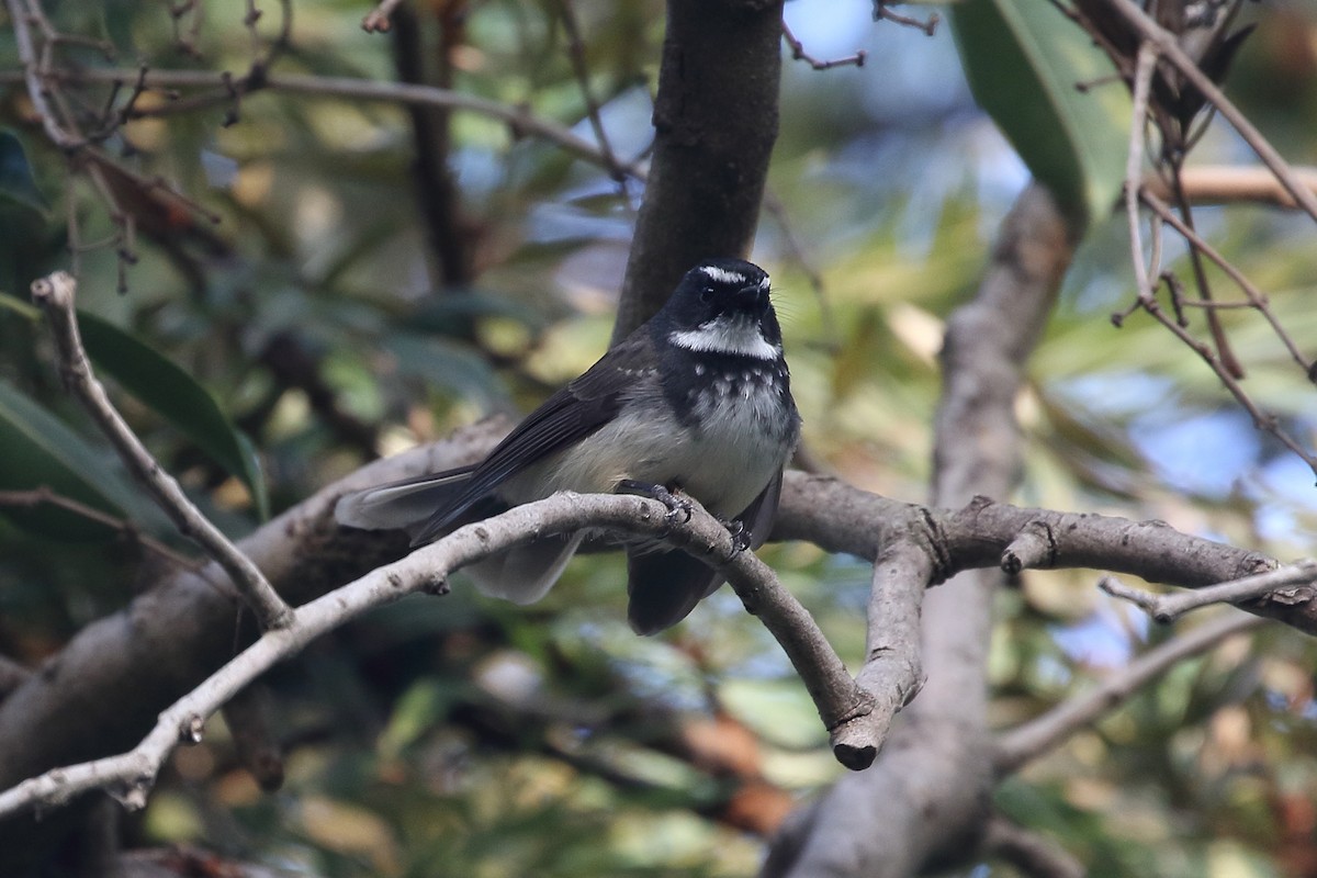 Spot-breasted Fantail - ML646499100