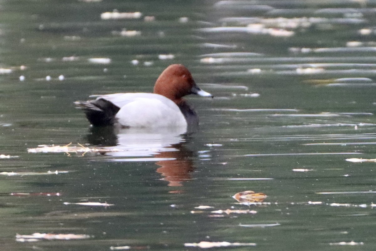 Common Pochard - ML646499101