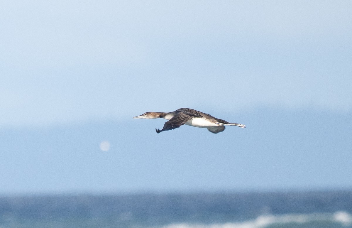 Eistaucher - ML646499102