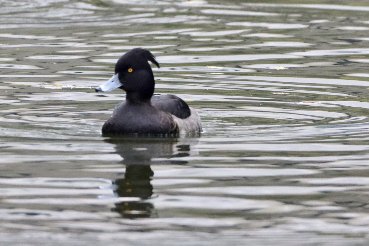 Fuligule morillon - ML646499104