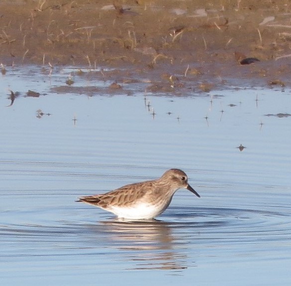 jespák drobný - ML646499105