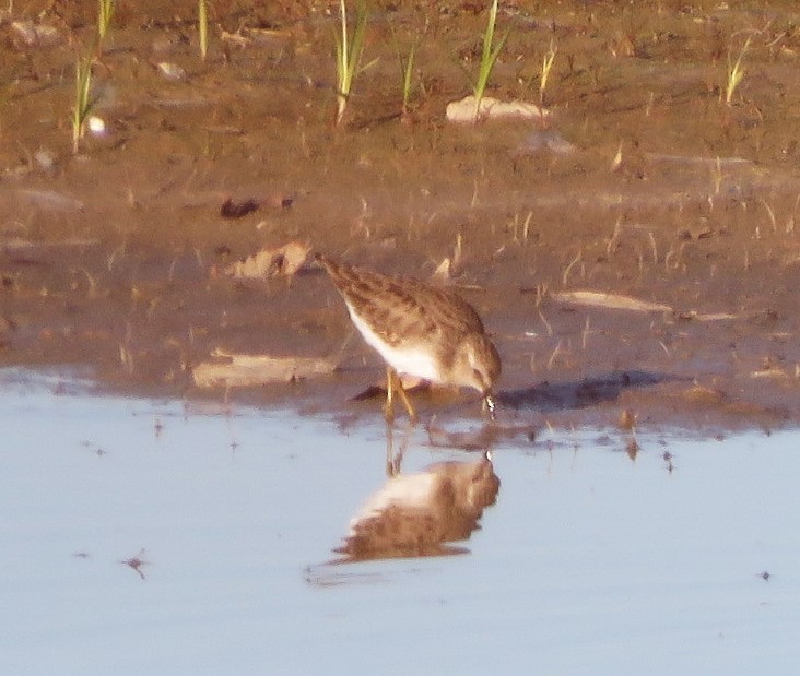 jespák drobný - ML646499107