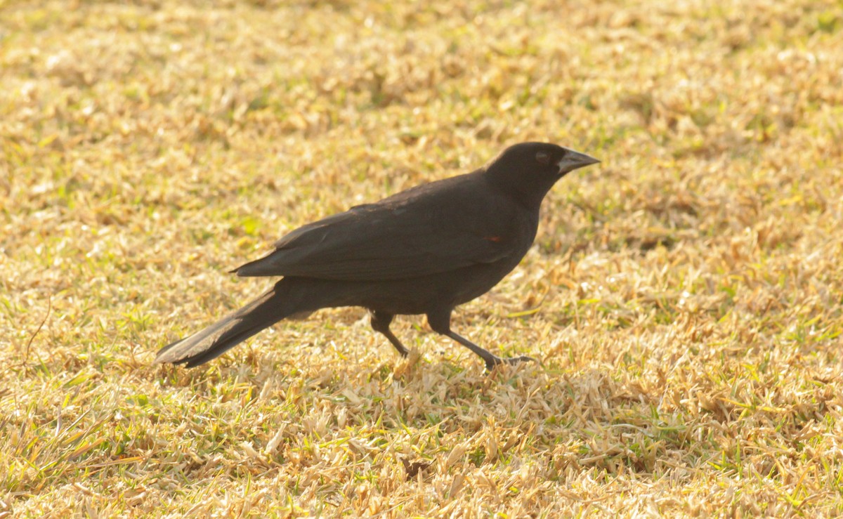 Красноглазый трупиал - ML646499108