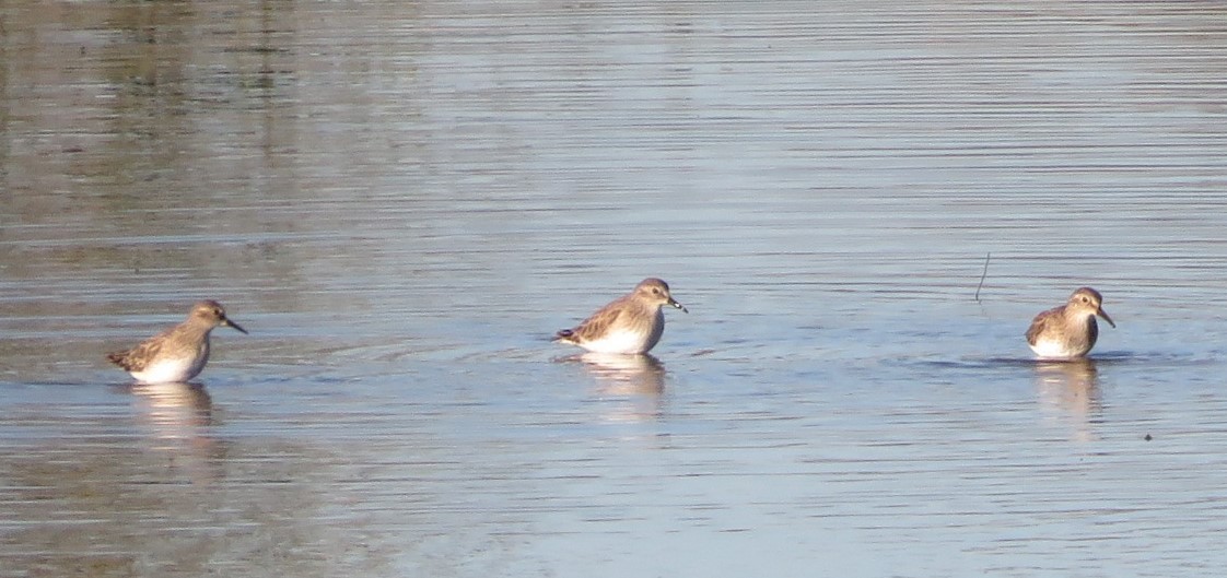 jespák drobný - ML646499110