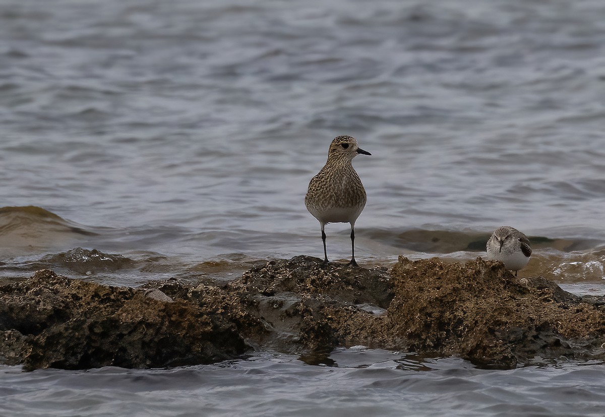 Сивка звичайна - ML646499113