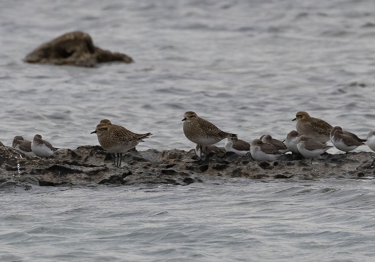 Сивка звичайна - ML646499114