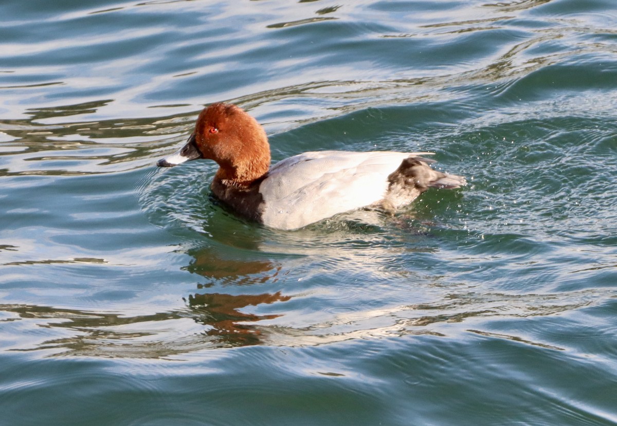 Common Pochard - ML646499115