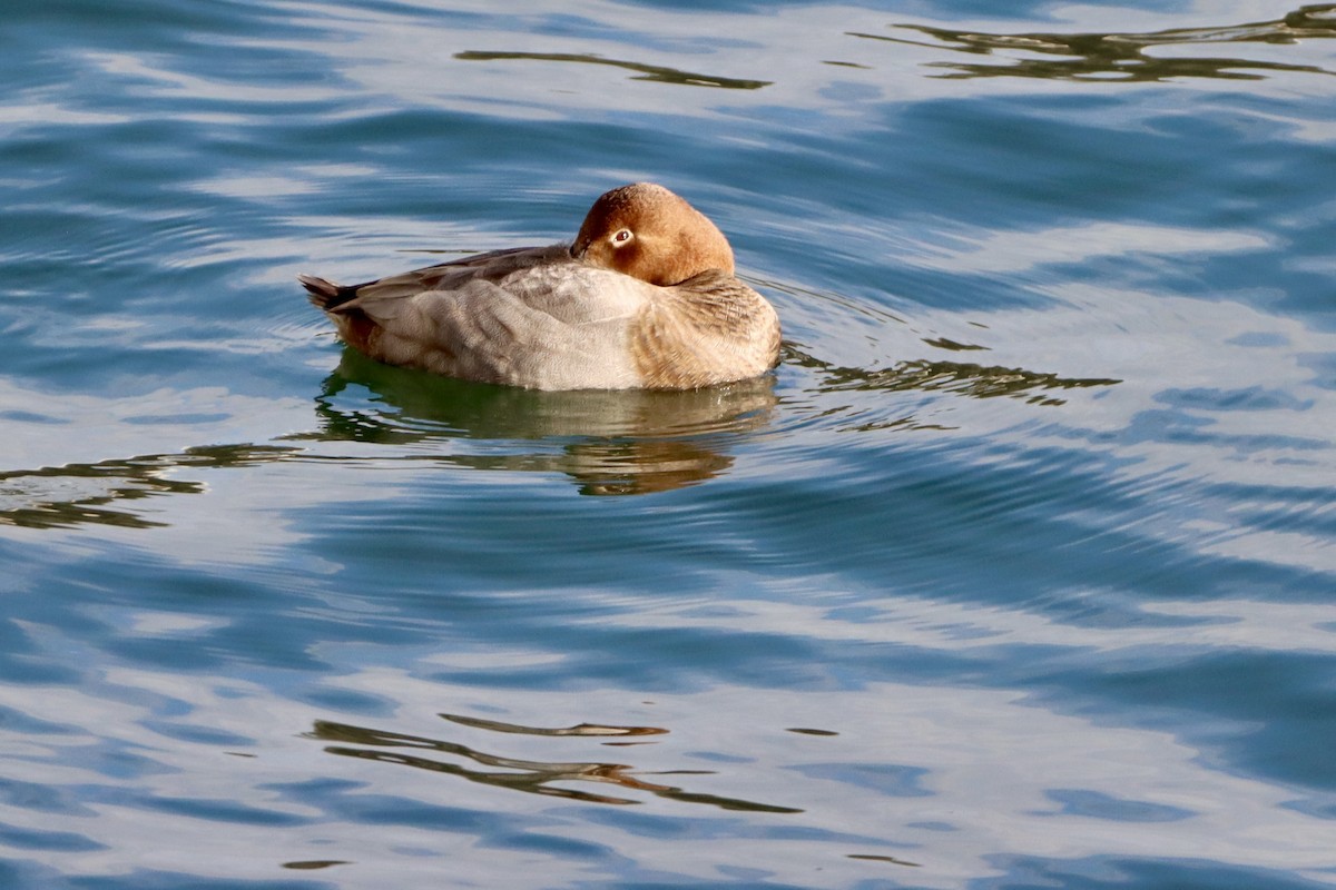 Common Pochard - ML646499116