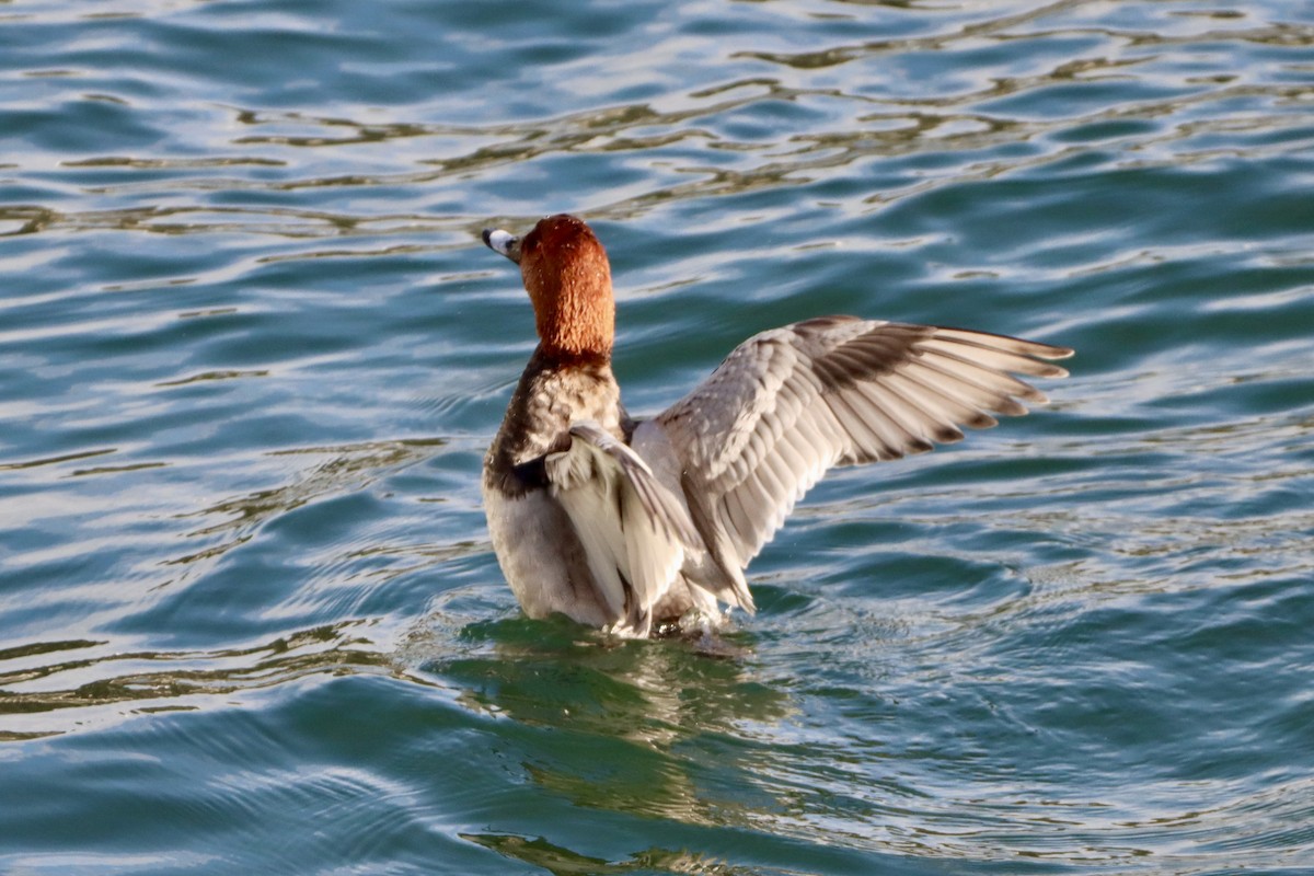 Common Pochard - ML646499117