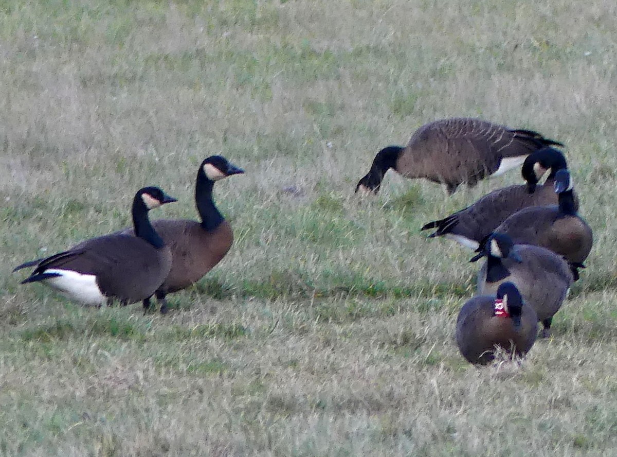 kanadagås (occidentalis/fulva) - ML646499119