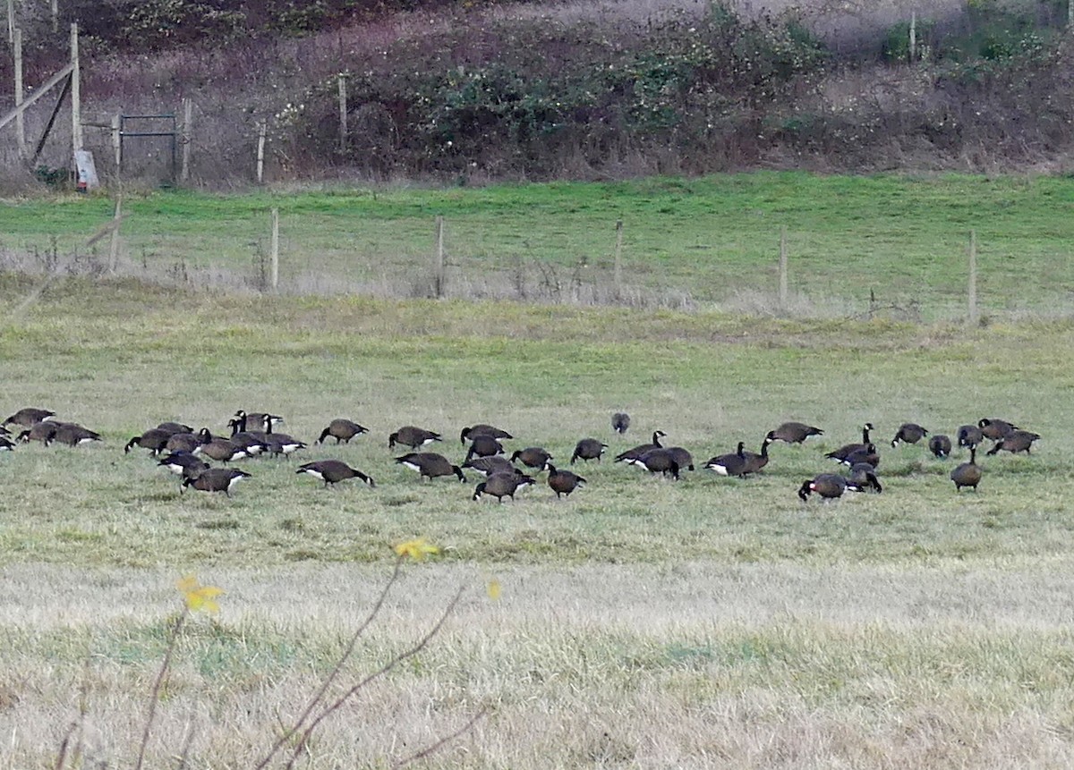 kanadagås (occidentalis/fulva) - ML646499122