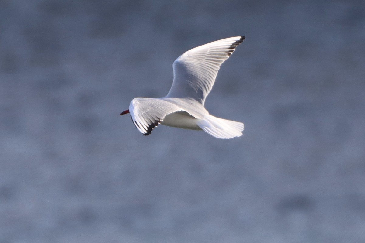 Mouette rieuse - ML646499123